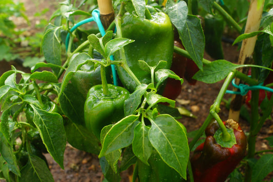 Planta de Ají Poblano