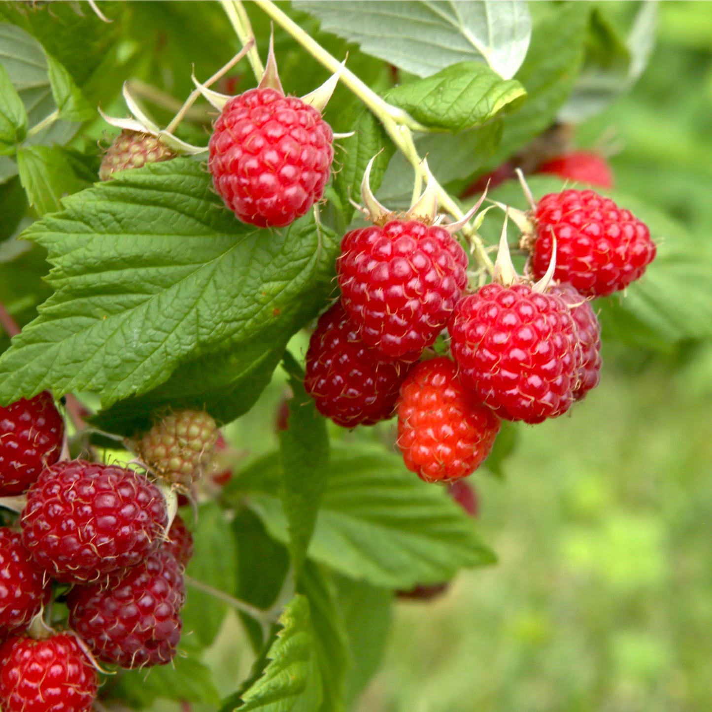 Planta de Frambuesa (Raspberry)
