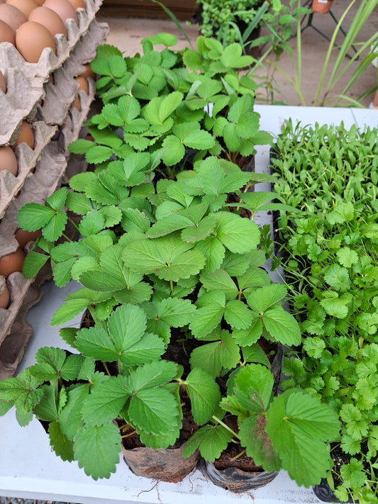 Planta de Frutilla