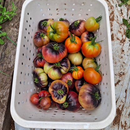 Tomate Blue Beauty