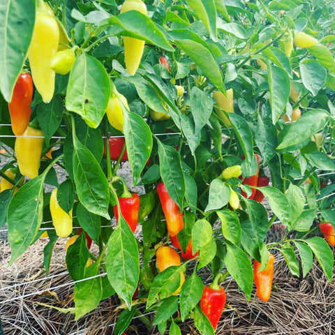 Planta de Ají Santa Fe Grande