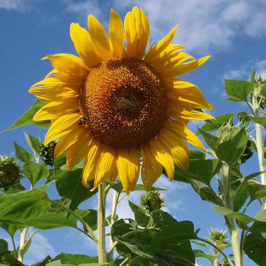 Planta de Girasol Gigante Mammoth Grey Stripe
