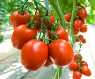 Planta de Tomate Perita