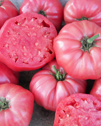 Planta de Tomate Brandywine Pink