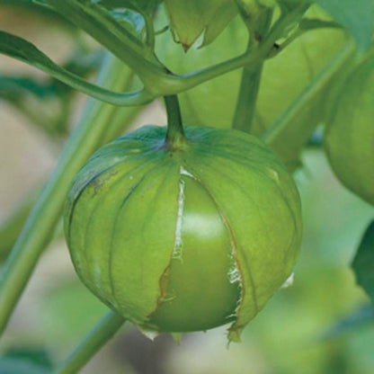 Planta de Tomate Tomatillo Grande Rio Verde