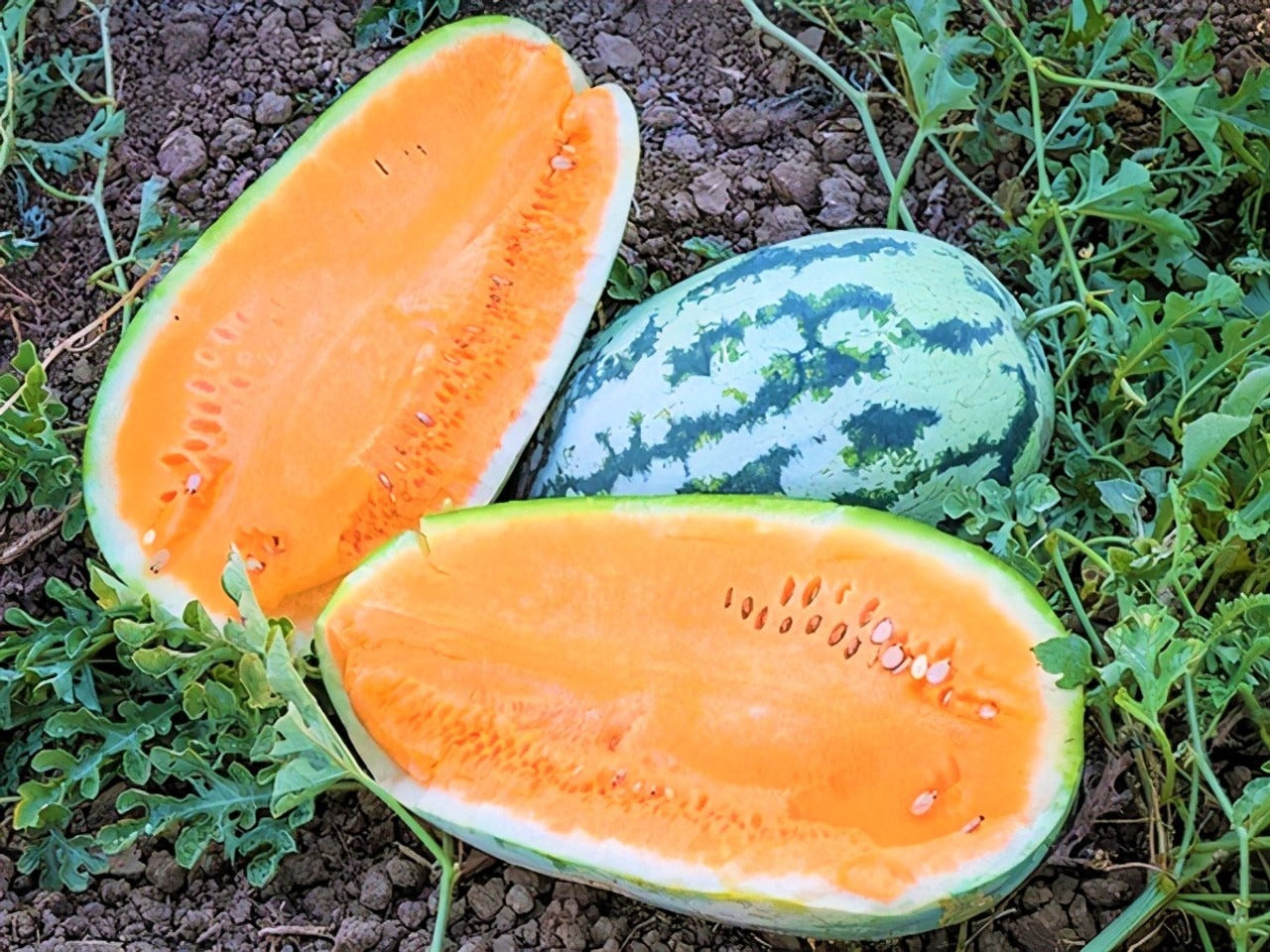Planta de Sandia Naranja Tendersweet