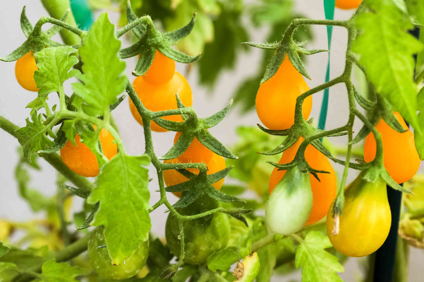 Planta de Tomate Yellow Pear